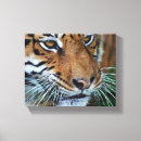 Pesquisar por olho grande impressão de canvas Tigre