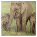 Pesquisar por elefante indiano azulejos Corbett