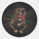 Pesquisar por cão engraçado adesivos Animais