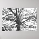 Pesquisar por google pôsteres pósteres Fotografia