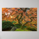 Pesquisar por árvores japonesas pôsteres pósteres Jardim japonês