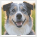 Pesquisar por animais grandes adesivos Para pets