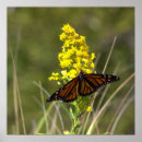 Pesquisar por borboletas amarelas pôsteres pósteres Para todos