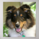 Pesquisar por sheltie pôsteres pósteres Cão