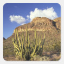 Pesquisar por judy adesivos Arizona