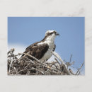 Pesquisar por osprey Animais selvagens