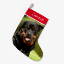 Pesquisar por rottweiler meias de natal Feriado