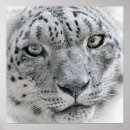 Pesquisar por gatos exóticos pôsteres pósteres Felino