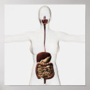 Pesquisar por sistema digestivo humano pôsteres pósteres Anatomia