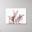 Pesquisar por cães impressão de canvas Cão