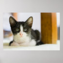 Pesquisar por preto branco gatinho pôsteres pósteres Gato