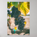 Pesquisar por uvas para vinho pôsteres pósteres Adega