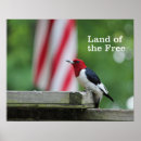 Pesquisar por pica pau pôsteres pósteres Pássaros