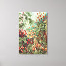 Pesquisar por musgo impressão de canvas Ernst haeckel