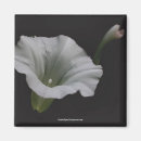 Pesquisar por flor da corriola Floral