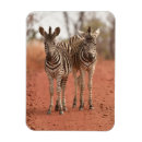 Pesquisar por de africa do sul imas Zebra