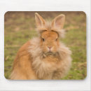 Pesquisar por coelho do angora Animal