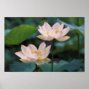 Pesquisar por lotus flower pósteres Blossom
