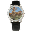 Pesquisar por brown cow Cattle