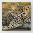 Pesquisar por chita relogios de parede Animais selvagens