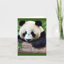 Pesquisar por aniversário panda cartoes postais Urso