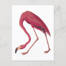 Pesquisar por pink flamingo cartoes postais Qualquer pessoa