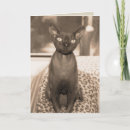 Pesquisar por sphynx cartoes Cats