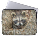 Pesquisar por guaxinim capas Animais selvagens