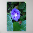 Pesquisar por chuva roxa pôsteres pósteres Flor