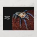 Pesquisar por tarantula cartoes postais Tarântula