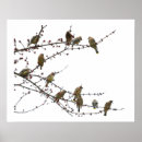 Pesquisar por waxwing de cedro Fotografia