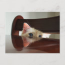 Pesquisar por ragdoll cartoes convites Animal de estimação