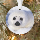 Pesquisar por foca ornamentos Animais selvagens