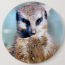 Pesquisar por meerkat botons Para todos