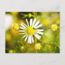 Pesquisar por besouro cartoes postais Flor