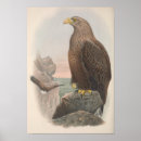 Pesquisar por pássaros de mar pôsteres pósteres Animal