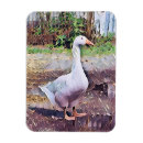 Pesquisar por ave doméstica imas Qualquer pessoa