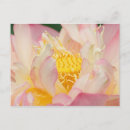 Pesquisar por ornamental cartoes postais Planta