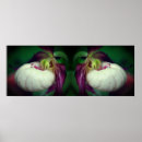 Pesquisar por orquídeas brancas pôsteres pósteres Para ela