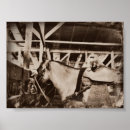 Pesquisar por horse pôsteres pósteres Colheita