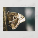 Pesquisar por borboleta marrom cartoes postais Inseto