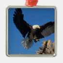 Pesquisar por homer ornamentos Ave de rapina