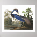 Pesquisar por tiragem artes pósteres Pássaro