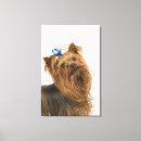Pesquisar por yorkshire terrier impressão de canvas Tiro do estúdio