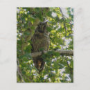 Pesquisar por asio Natureza