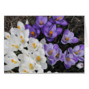 Pesquisar por açafrão cartoes postais Jardim