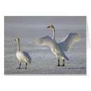 Pesquisar por tundra Cisne