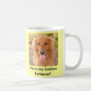 Pesquisar por golden retriever Animais