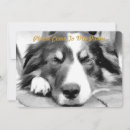 Pesquisar por border collie convites Animal de estimação