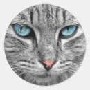 Pesquisar por olhos azuis Gato